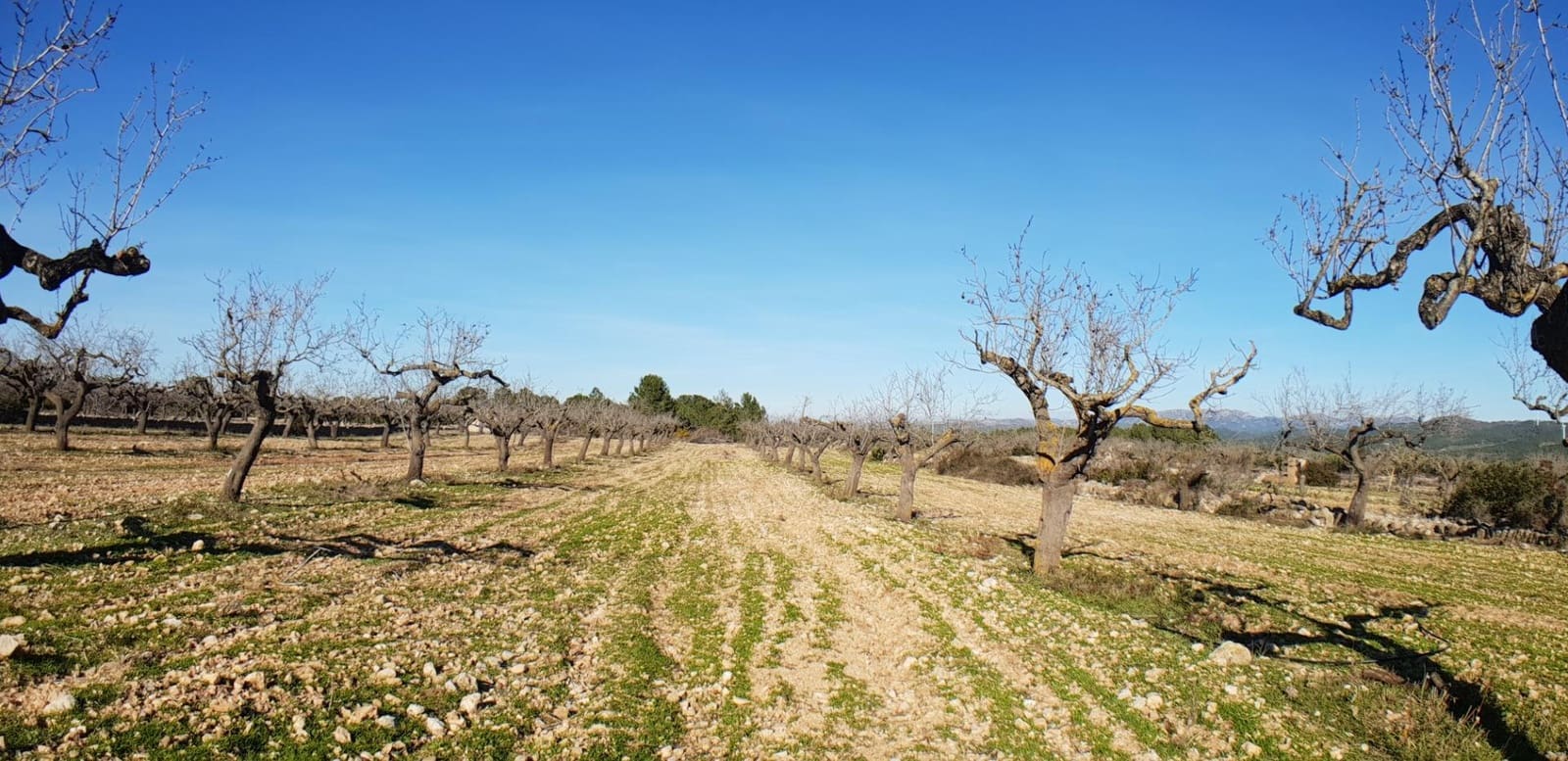 10 soveværelse Finca/Landehus til salg i El Perello - € 1.800.000 (Ref: 7995647)