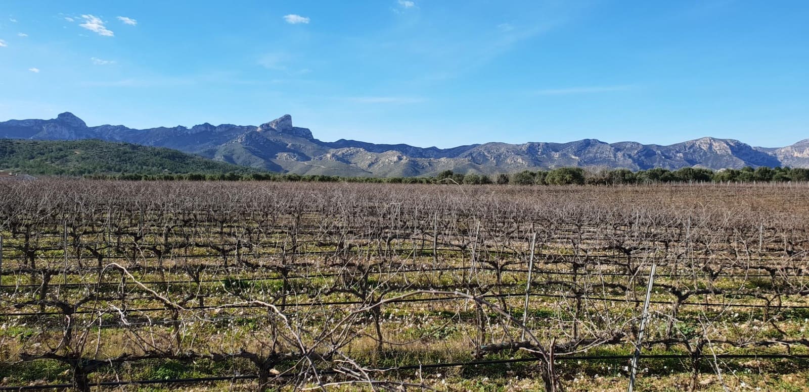 10 soveværelse Finca/Landehus til salg i El Perello - € 1.800.000 (Ref: 7995647)