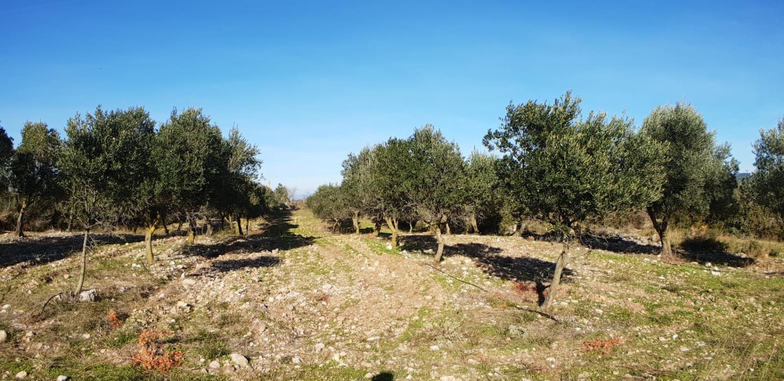 10 soveværelse Finca/Landehus til salg i El Perello - € 1.800.000 (Ref: 7995647)