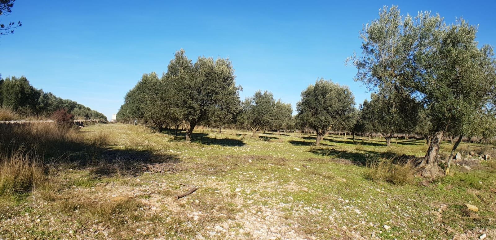 10 soveværelse Finca/Landehus til salg i El Perello - € 1.800.000 (Ref: 7995647)