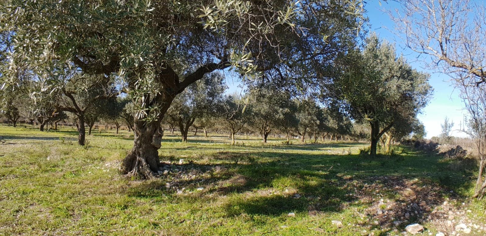 10 soveværelse Finca/Landehus til salg i El Perello - € 1.800.000 (Ref: 7995647)