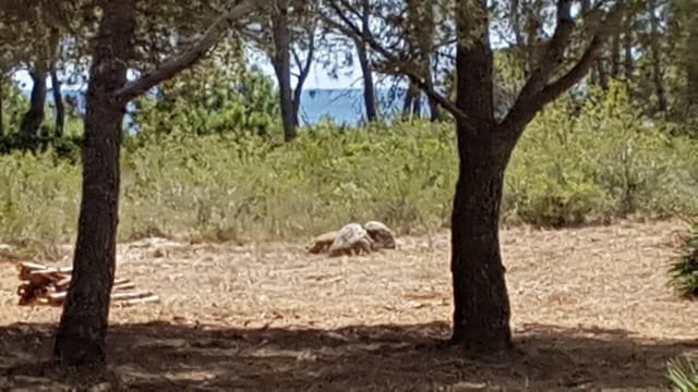 Terreno para Construção para venda em Sant Jordi d'Alfama, L'Ametlla de Mar - 650 000 € (Ref: 8274641)