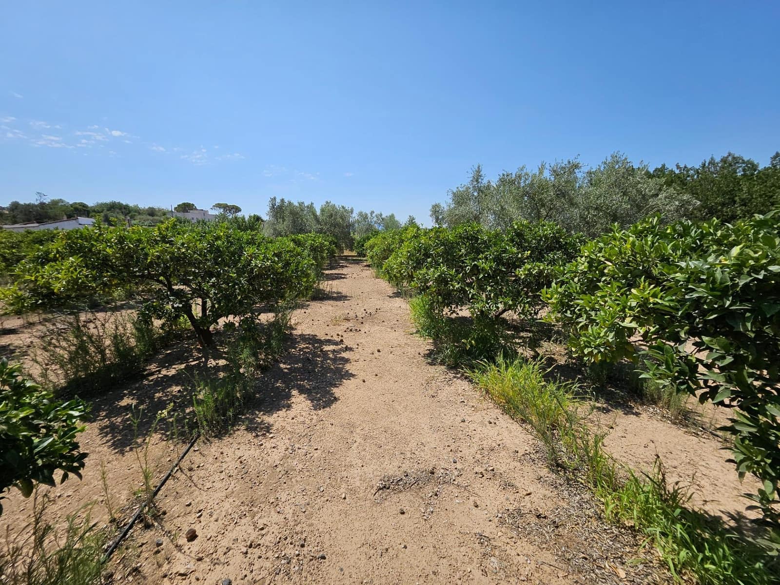 6 camera da letto Finca/Casa di Campagna in vendita in Camp-redo - 249.000 € (Rif: 8473977)