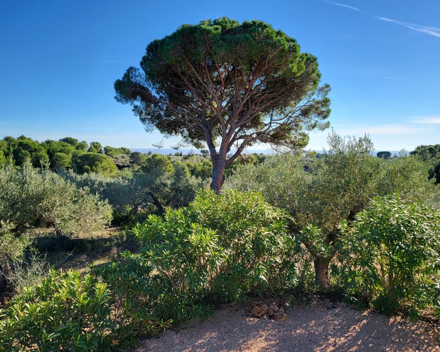 6 sovrum Finca/Hus på landet till salu i Camarles - 597 000 € (Ref: 8729744)