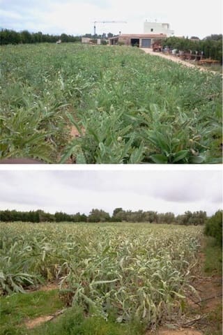 6 camera da letto Finca/Casa di Campagna in vendita in L'Ampolla - 700.000 € (Rif: 9382815)