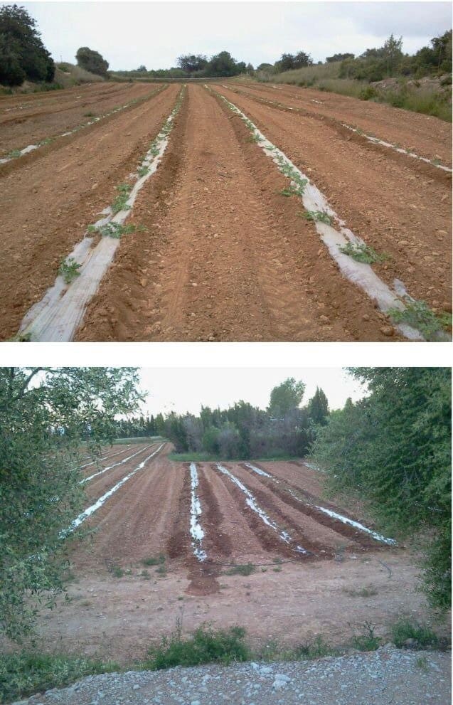 6 camera da letto Finca/Casa di Campagna in vendita in L'Ampolla - 700.000 € (Rif: 9382815)