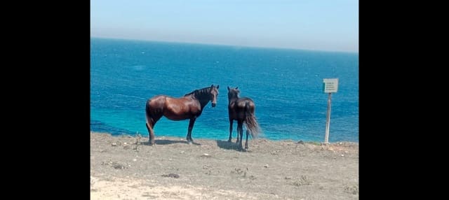 Finca/Maison de Campagne à vendre à Tarifa - 715 000 € (Ref: 9619215)