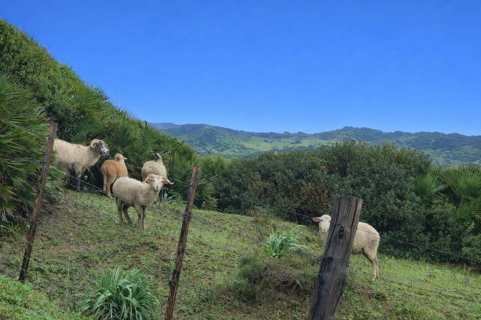 Finca/Maison de Campagne à vendre à Tarifa - 715 000 € (Ref: 9619215)