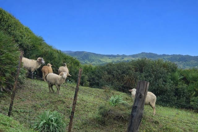 Finca/Maison de Campagne à vendre à Tarifa - 715 000 € (Ref: 9619215)