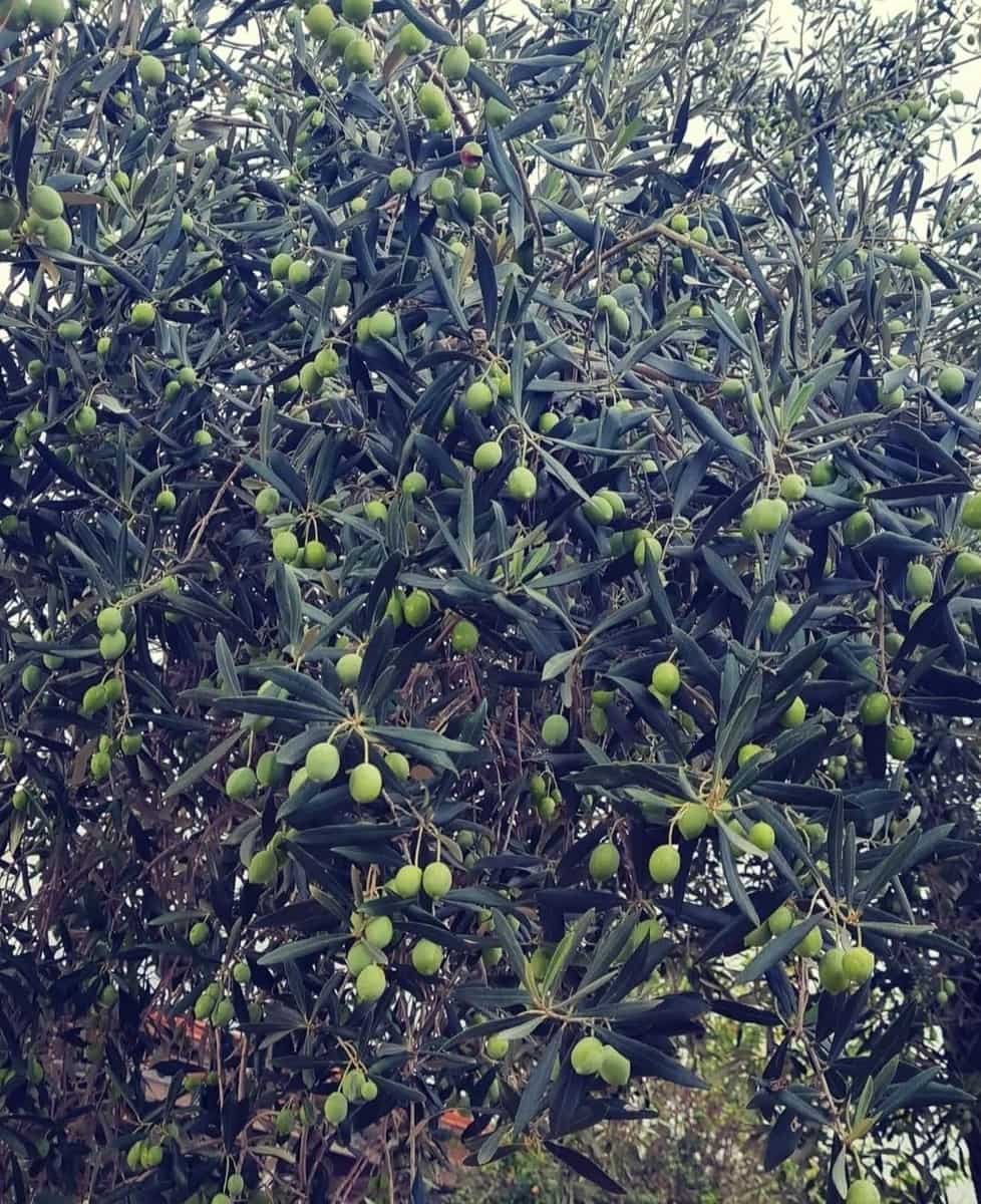 10 soveværelse Finca/Landehus til salg i L'Ampolla med swimmingpool garage - € 390.000 (Ref: 9726625)