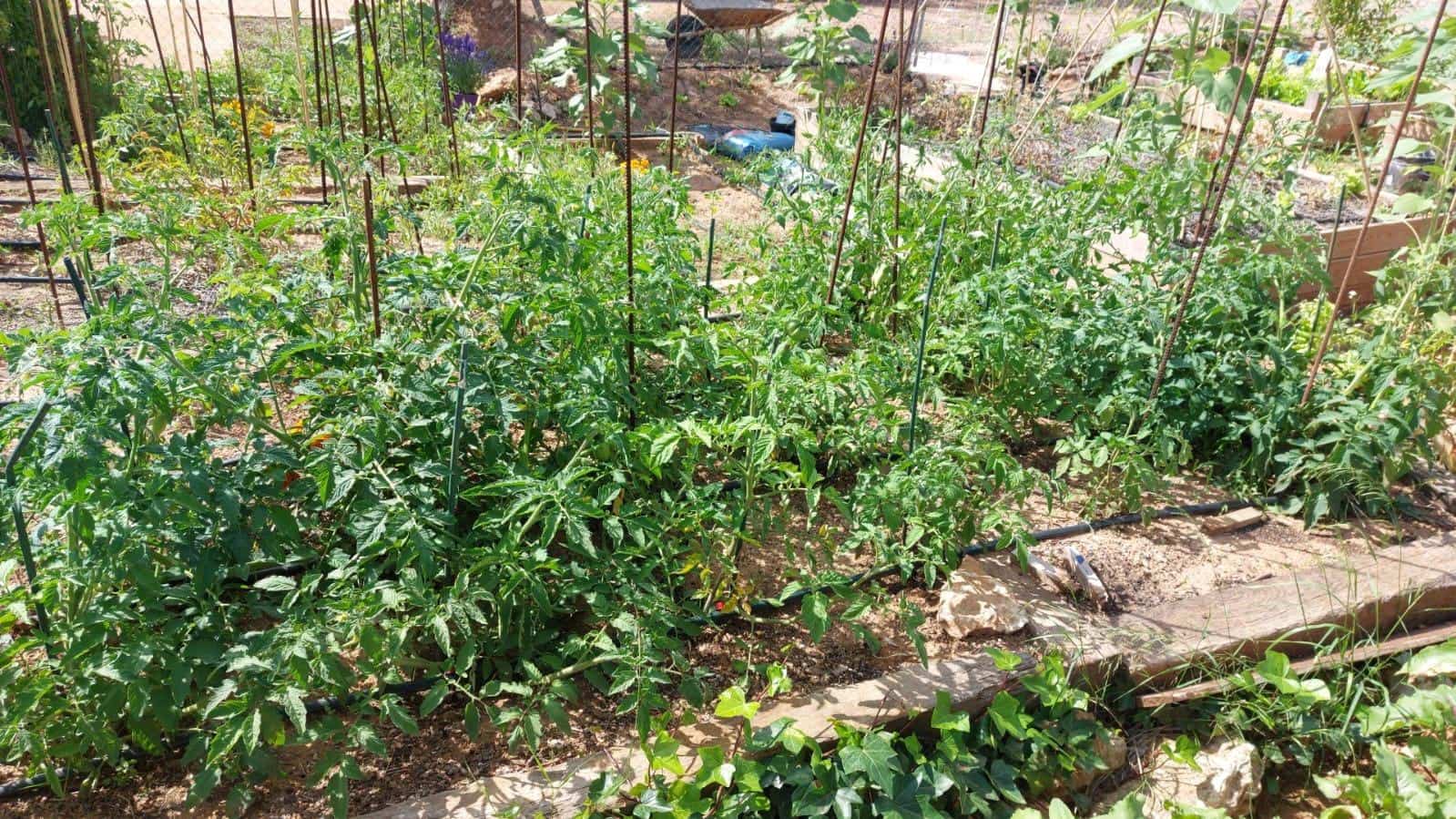 10 soveværelse Finca/Landehus til salg i L'Ampolla med swimmingpool garage - € 390.000 (Ref: 9726625)