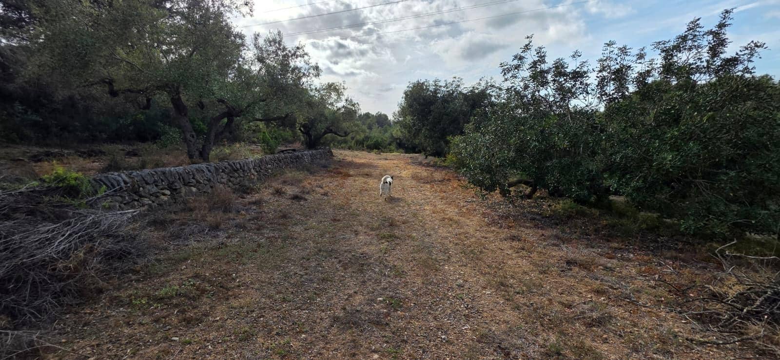 Finca/Country House for sale in El Perello - € 99,000 (Ref: 9818191)