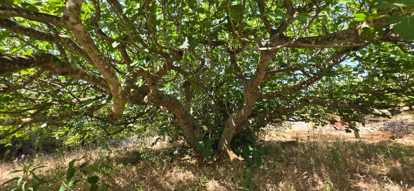 3 soverom Finca/Herregård til salgs i El Perello med svømmebasseng garasje - € 285 000 (Ref: 9959773)