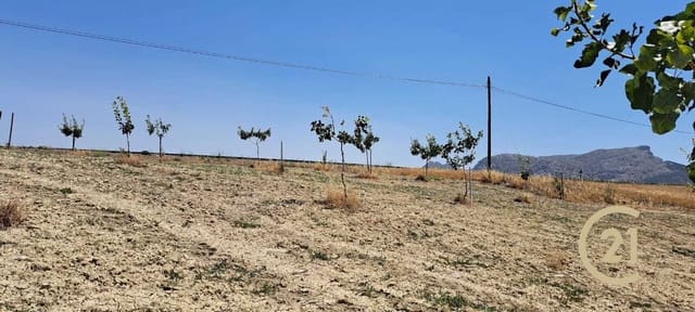 Ubebygd land til salgs i Ronda - € 80 000 (Ref: 7681804)