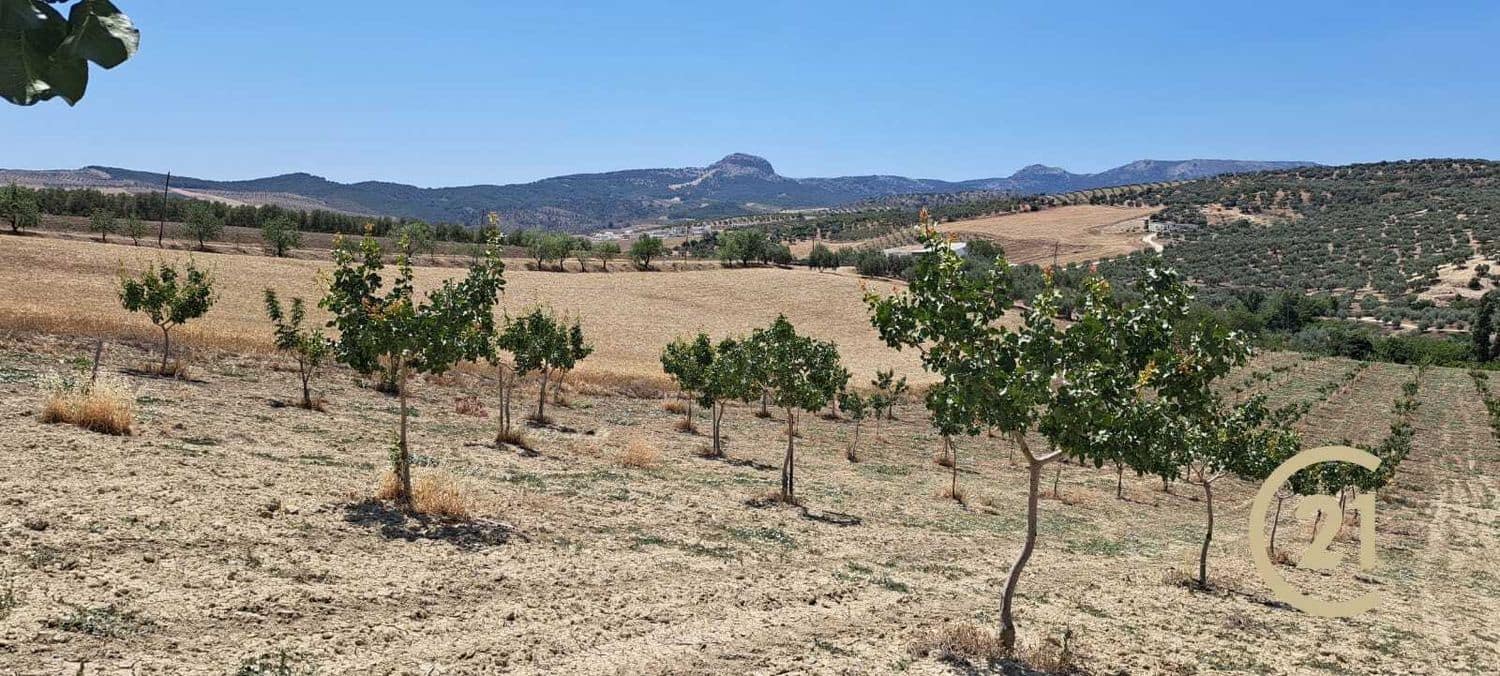 Grunde uden byggetilladelser til salg i Ronda - € 80.000 (Ref: 7681804)