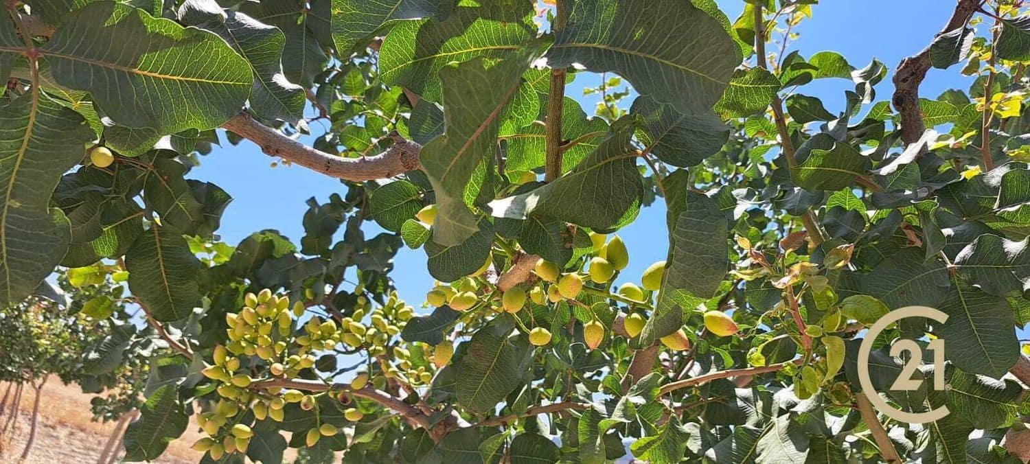 Grunde uden byggetilladelser til salg i Ronda - € 80.000 (Ref: 7681804)