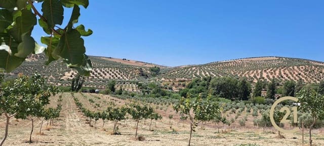 Ubebygd land til salgs i Ronda - € 80 000 (Ref: 7681804)