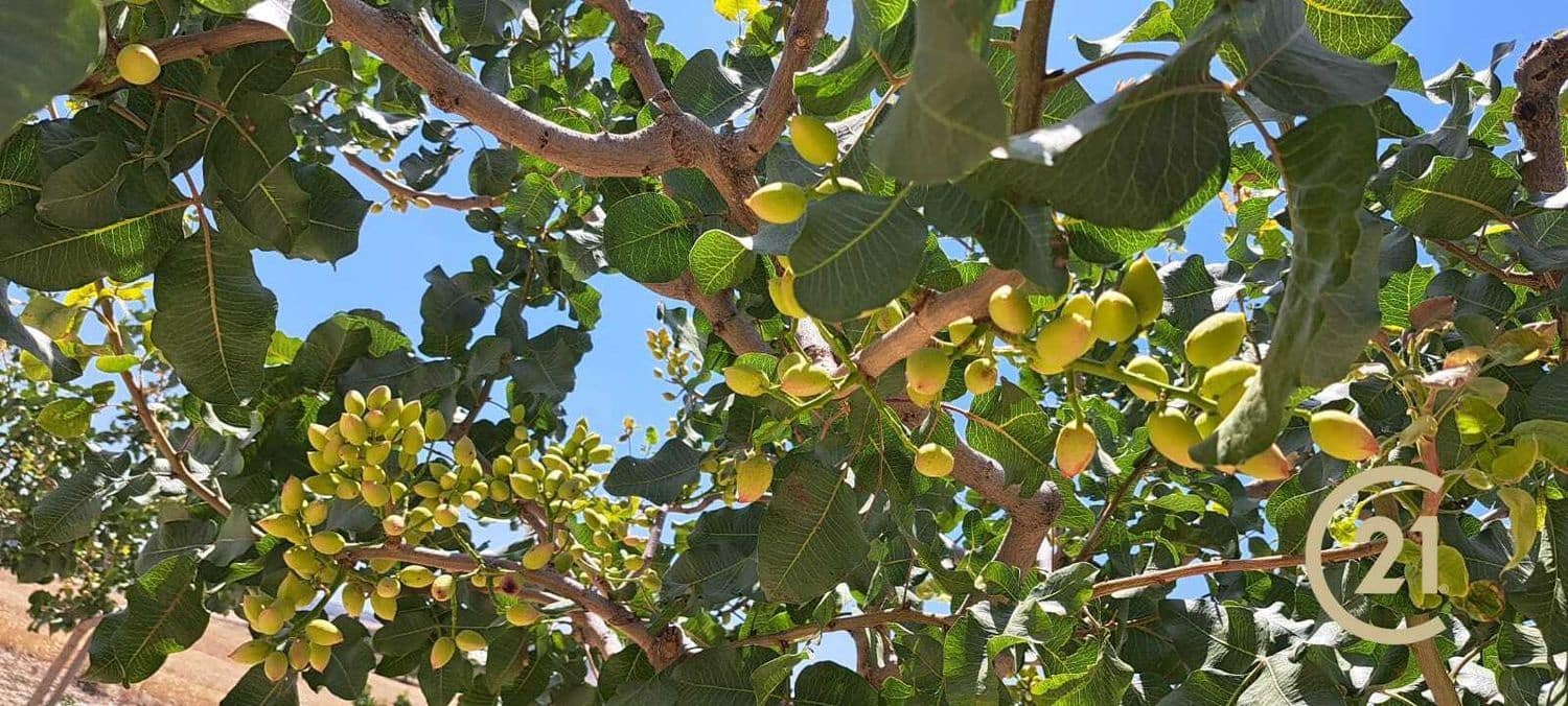 Grunde uden byggetilladelser til salg i Ronda - € 80.000 (Ref: 7681804)