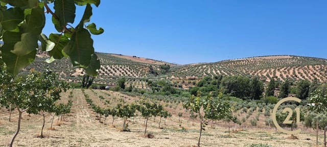 Ubebygd land til salgs i Ronda - € 80 000 (Ref: 7681804)