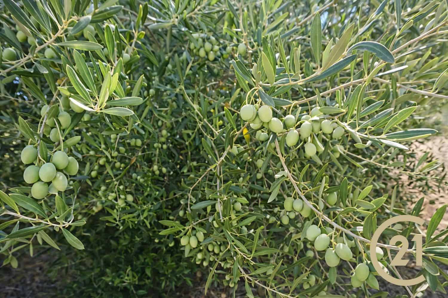 3 Zimmer Finca/Landgut zu verkaufen in Ronda mit Pool Garage - 550.000 € (Ref: 9198338)