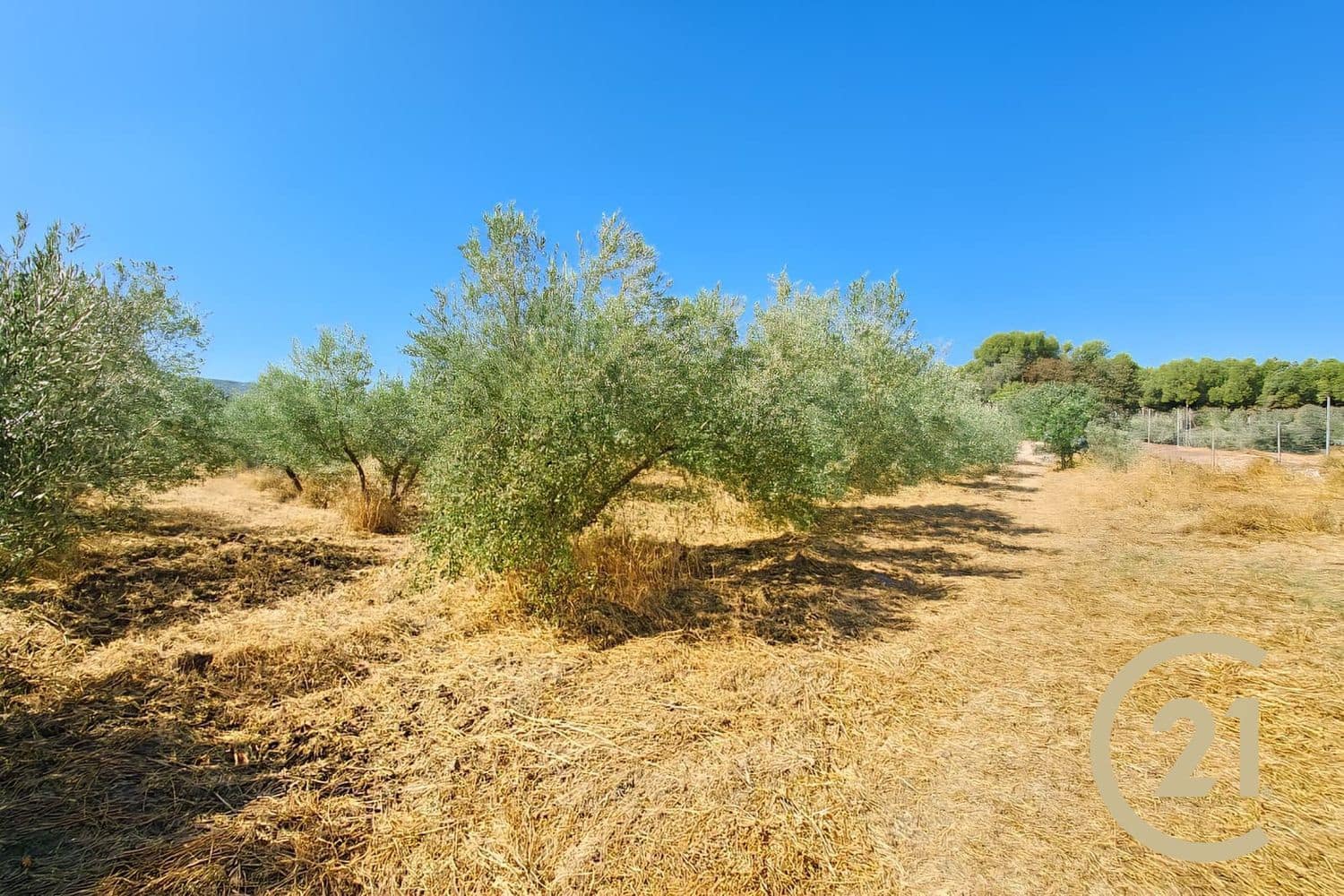 5 soverom Finca/Herregård til salgs i Ronda med svømmebasseng garasje - € 695 000 (Ref: 9321580)