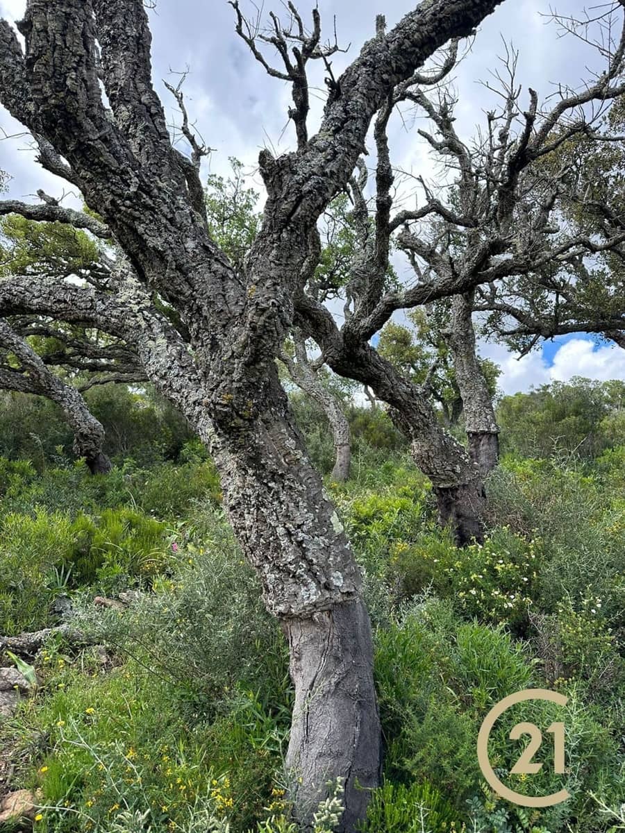 Grunde uden byggetilladelser til salg i Medina-Sidonia - € 180.000 (Ref: 9902683)