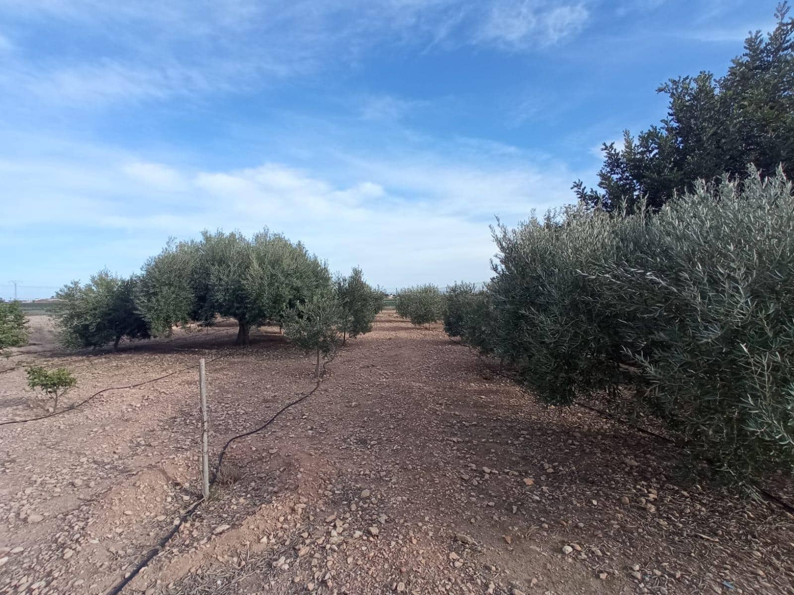 Finca/Casa Rural de 4 habitaciones en Torre-Pacheco en venta con garaje - 250.000 € (Ref: 7477437)