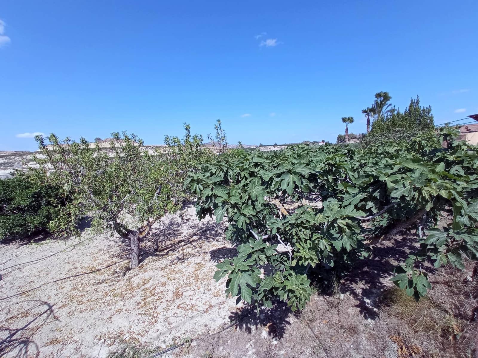 4 bedroom Finca/Country House for sale in Canada de San Pedro with pool - € 255,000 (Ref: 7717646)