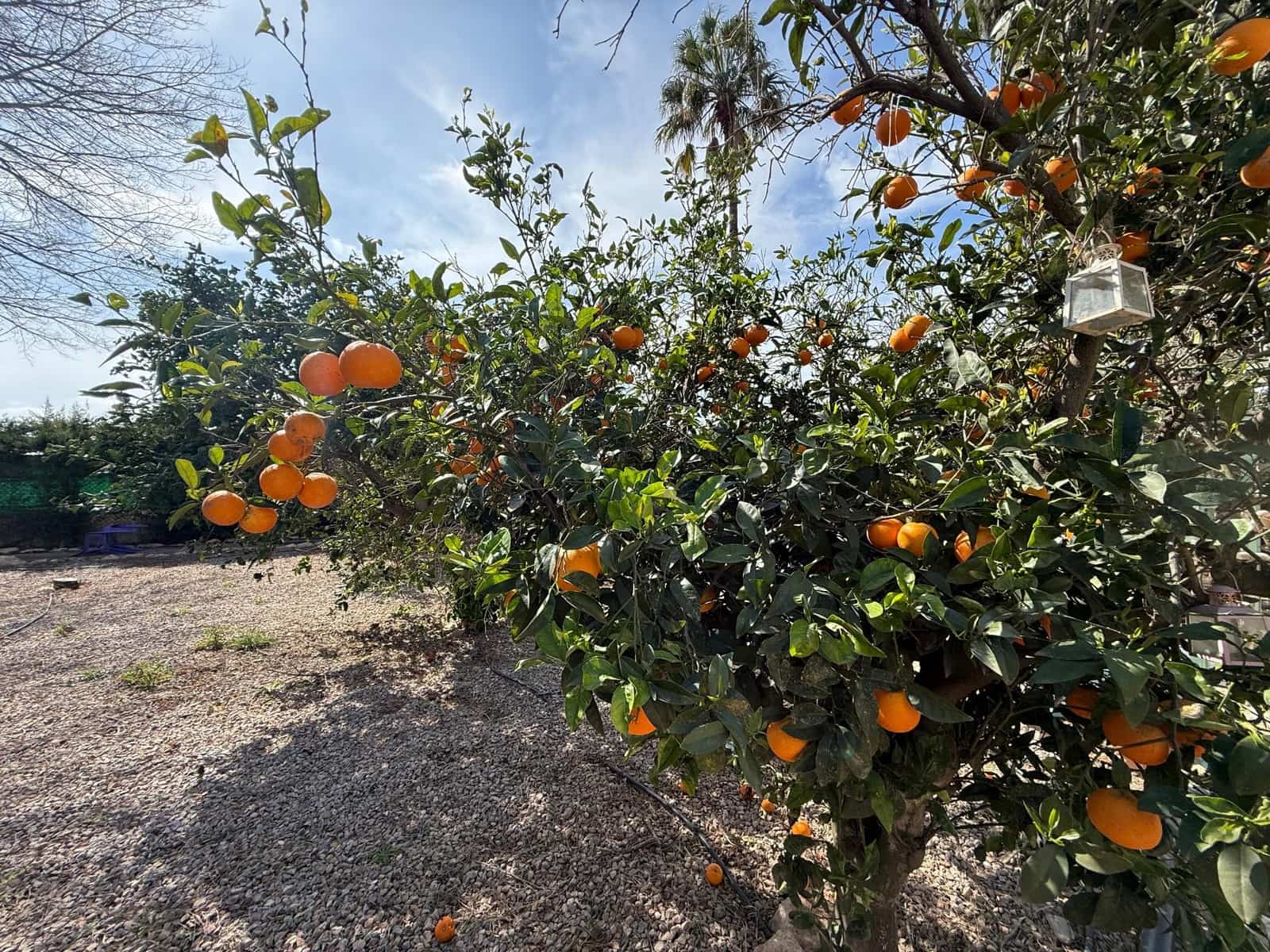 5 camera da letto Finca/Casa di Campagna in vendita in La Palma con piscina - 325.000 € (Rif: 9132573)