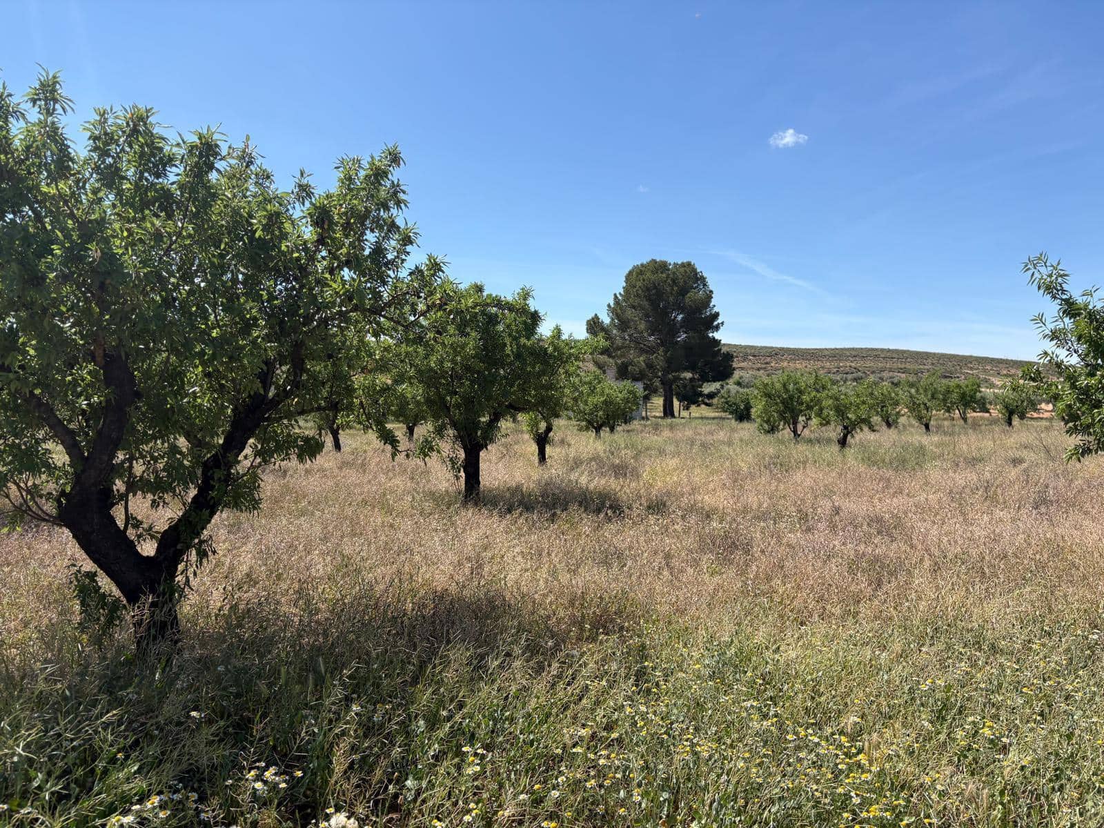 Undeveloped Land for sale in La Alqueria - € 58,000 (Ref: 9297524)
