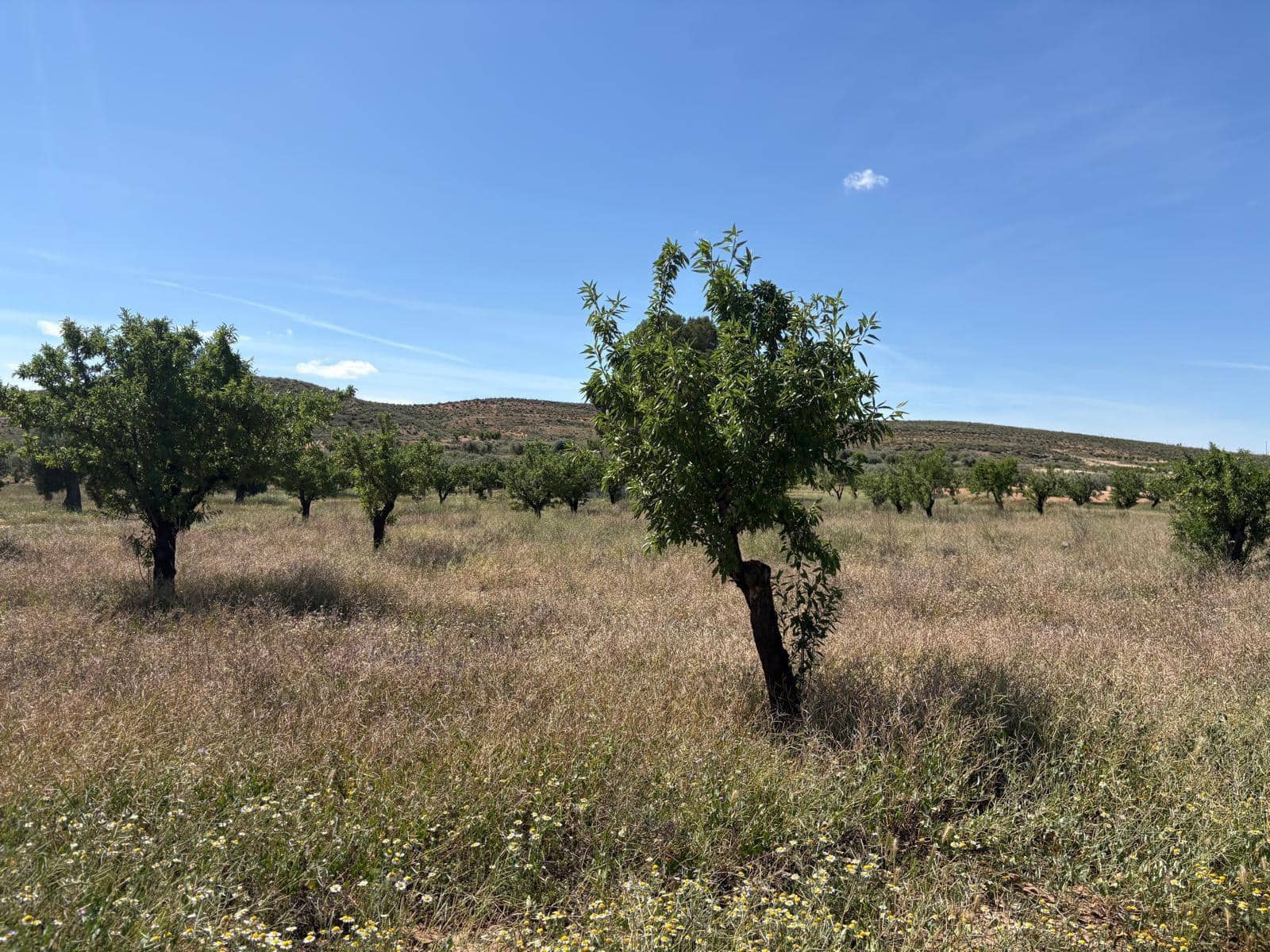 Undeveloped Land for sale in La Alqueria - € 58,000 (Ref: 9297524)