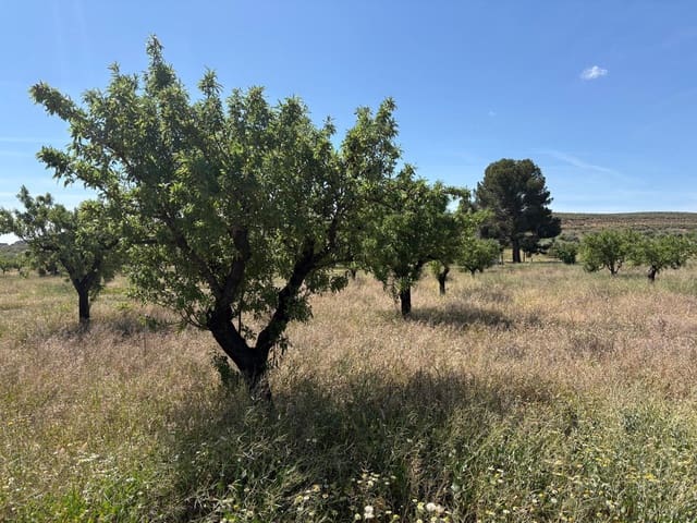 Grunde uden byggetilladelser til salg i La Alqueria, Jumilla - € 58.000 (Ref: 9297524)