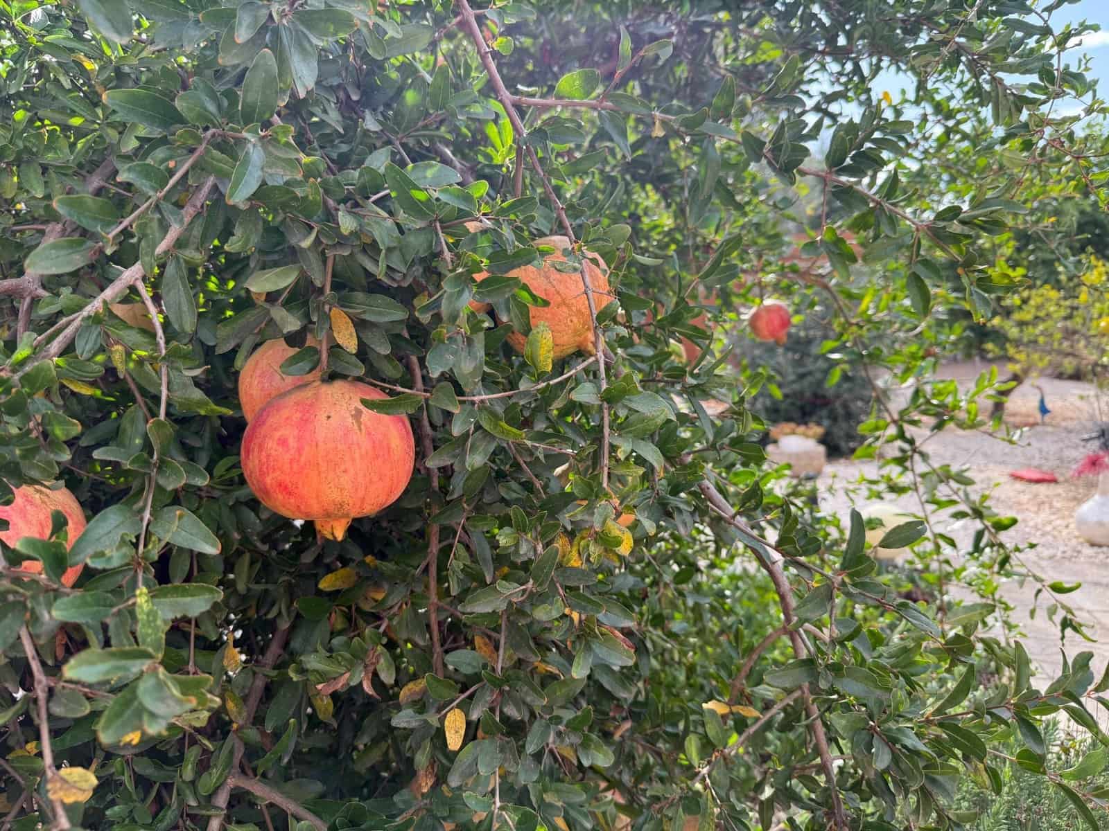 5 soveværelse Finca/Landehus til salg i Murcia by med swimmingpool - € 245.000 (Ref: 9308695)