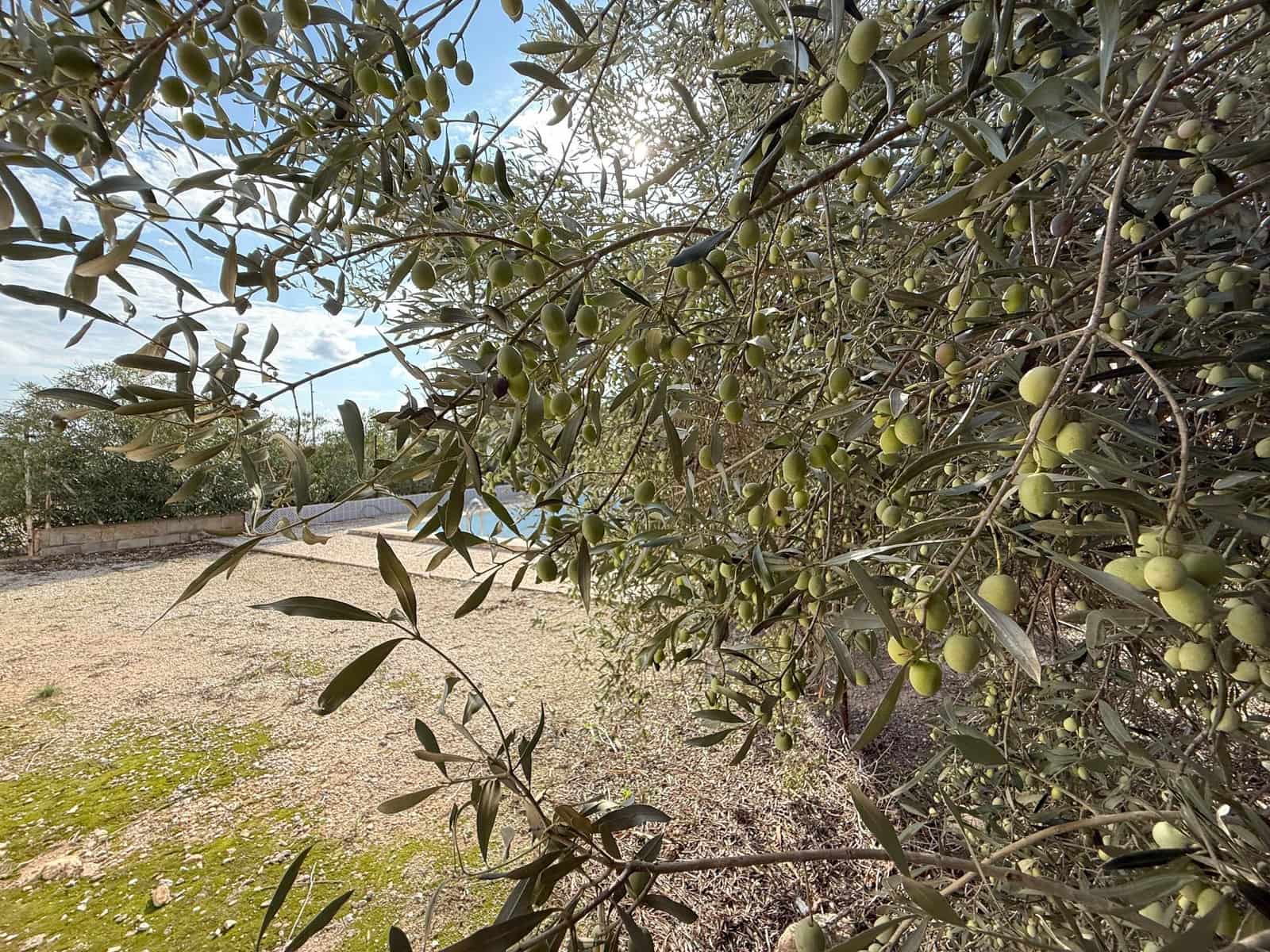 4 soverom Finca/Herregård til salgs i Gea y Truyols med svømmebasseng garasje - € 195 000 (Ref: 9326650)