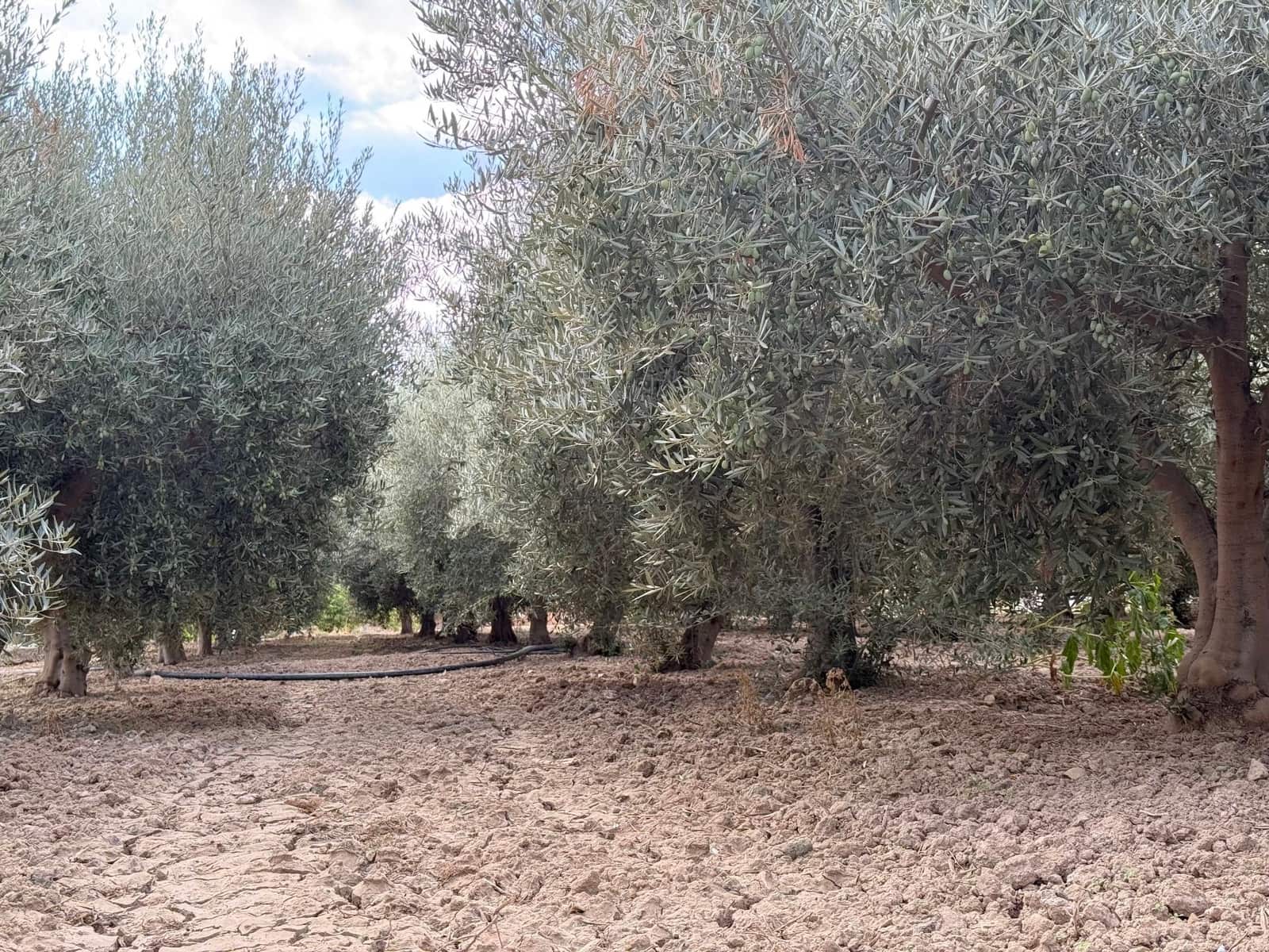 6 soverom Finca/Herregård til salgs i Murcia by med svømmebasseng - € 340 000 (Ref: 9359450)