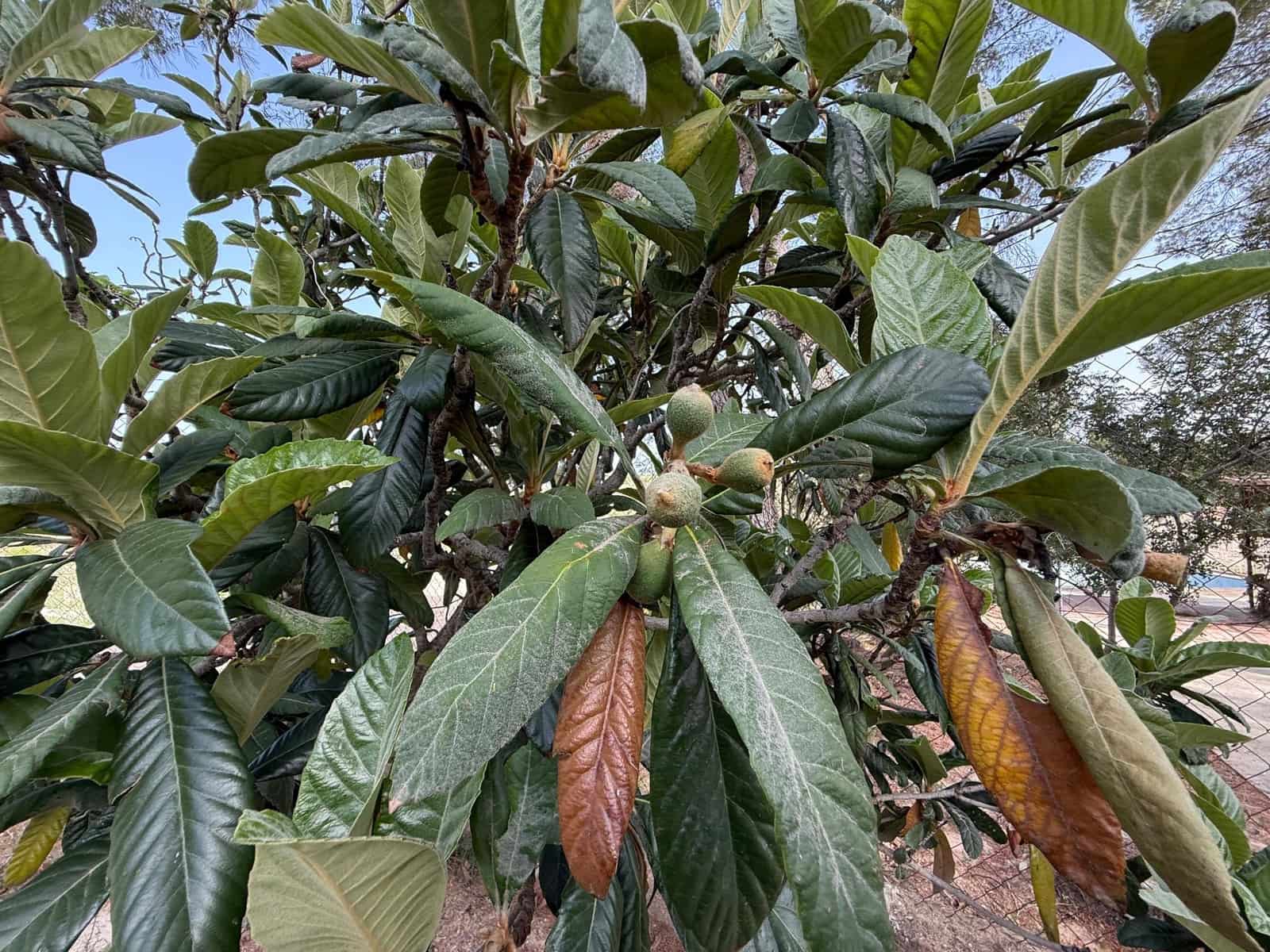 4 soverom Finca/Herregård til salgs i Calasparra med svømmebasseng - € 325 000 (Ref: 9770823)