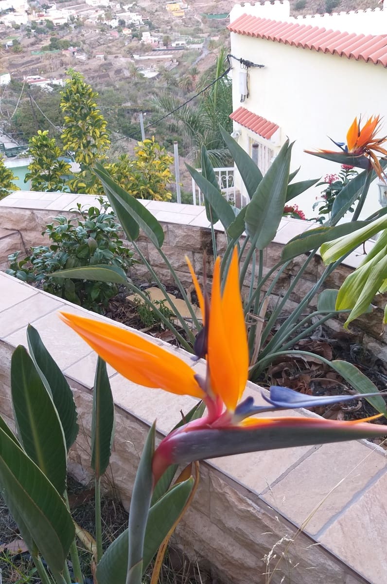 Finca/Casa Rural de 6 habitaciones en Telde en venta - 595.000 € (Ref: 10073249)