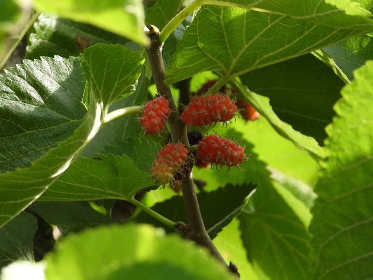 4 soveværelse Villa til salg i Bahia de Casares med swimmingpool garage - € 1.790.000 (Ref: 5339822)