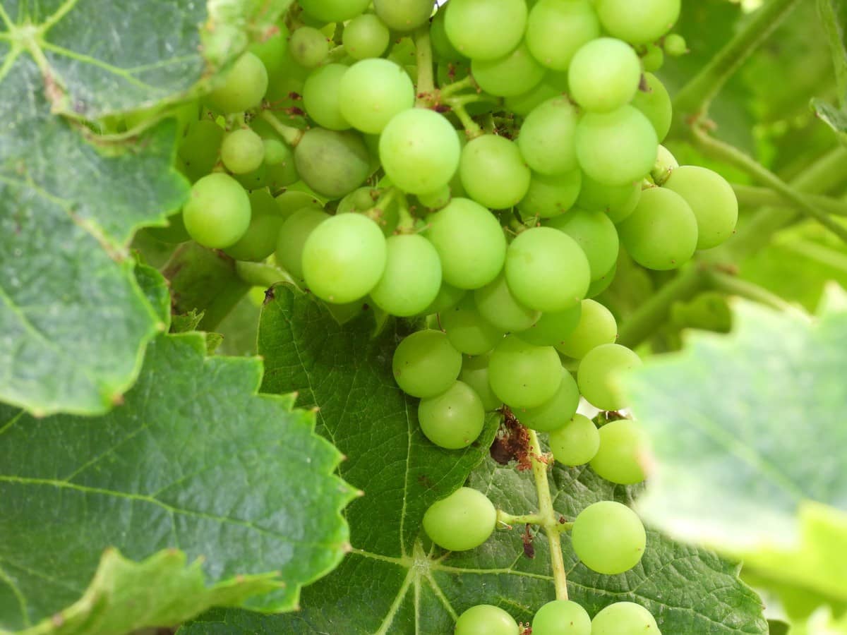 4 soveværelse Villa til salg i Bahia de Casares med swimmingpool garage - € 1.790.000 (Ref: 5339822)