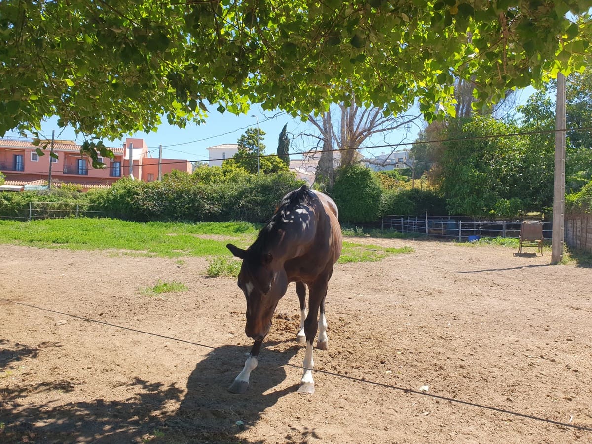 11 soverom Finca/Herregård til salgs i San Enrique de Guadiaro med svømmebasseng garasje - € 3 500 000 (Ref: 6073479)