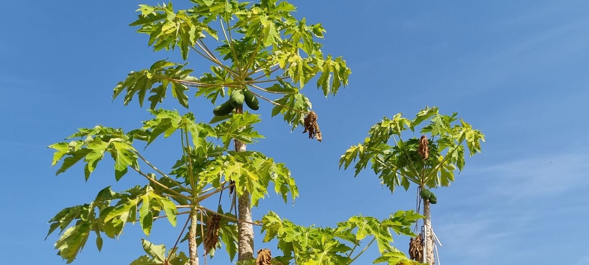 2 soveværelse Finca/Landehus til salg i Estepona - € 525.000 (Ref: 7984435)