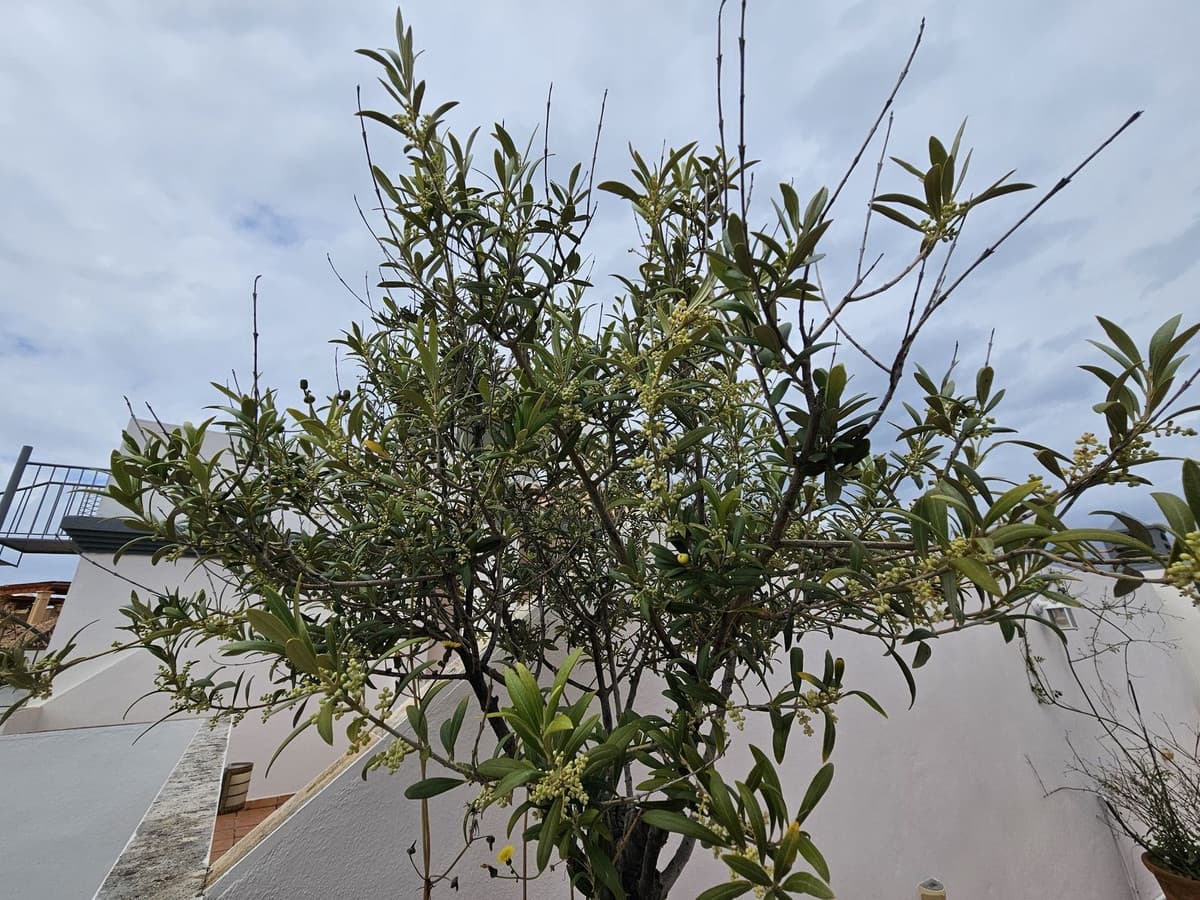 2 soverom Penthouse til salgs i Buenas Noches med svømmebasseng garasje - € 318 000 (Ref: 8895464)