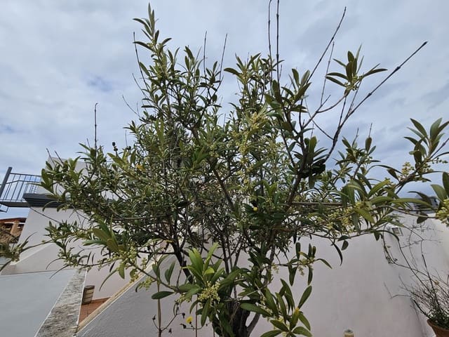 2 Zimmer Penthouse zu verkaufen in Buenas Noches, Estepona mit Pool Garage - 318.000 € (Ref: 8895464)