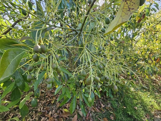 1 camera da letto Finca/Casa di Campagna in vendita in San Martin del Tesorillo - 850.000 € (Rif: 9063712)