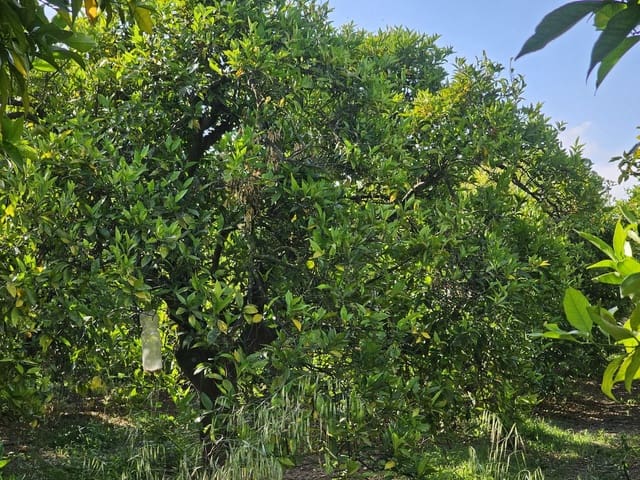 1 camera da letto Finca/Casa di Campagna in vendita in San Martin del Tesorillo - 850.000 € (Rif: 9063712)