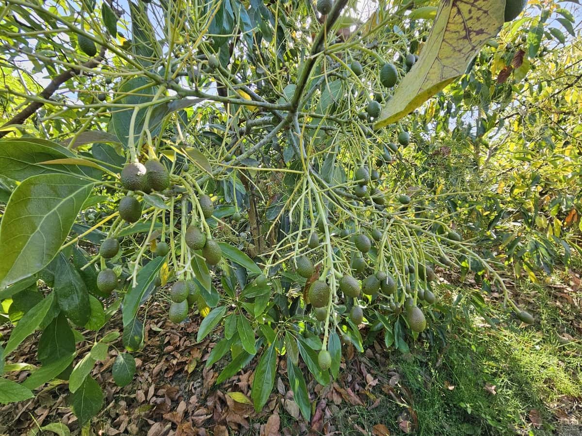 1 bedroom Finca/Country House for sale in San Martin del Tesorillo - € 799,000 (Ref: 9063712)