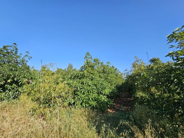 1 chambre Finca/Maison de Campagne à vendre à San Martin del Tesorillo - 799 000 € (Ref: 9063712)