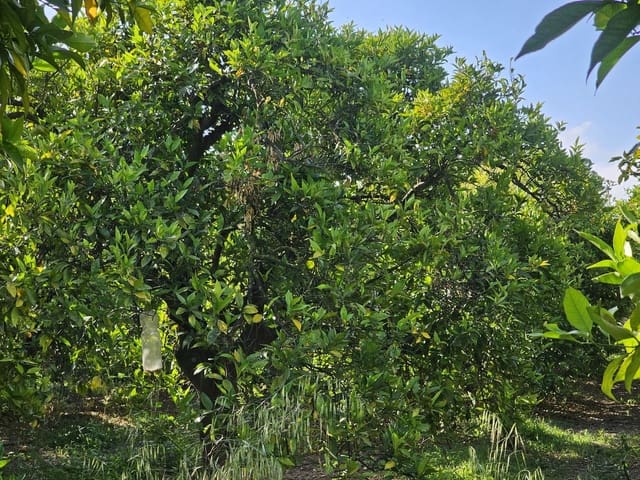 1 Zimmer Finca/Landgut zu verkaufen in San Martin del Tesorillo - 799.000 € (Ref: 9063712)