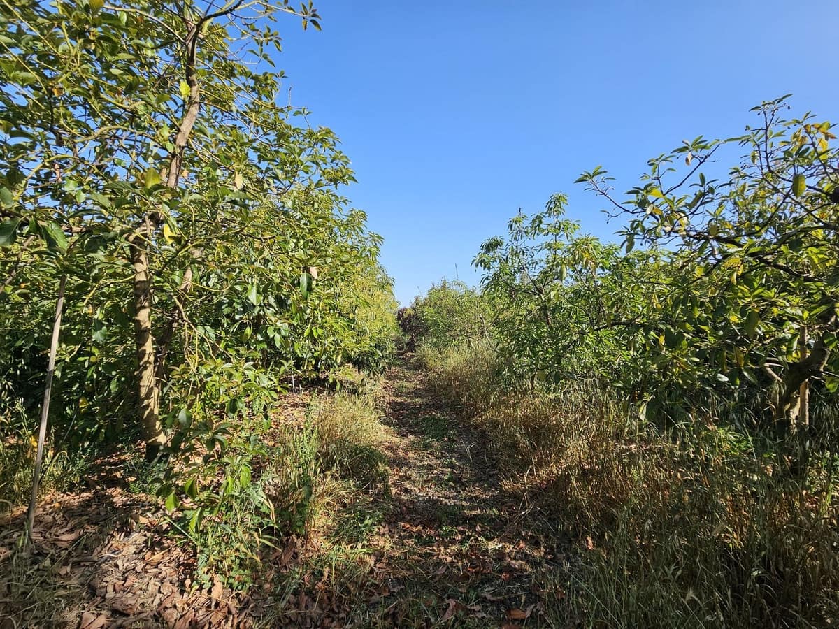 1 soveværelse Finca/Landehus til salg i San Martin del Tesorillo - € 799.000 (Ref: 9063712)