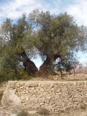 Finca/Country House for sale in Càlig - € 39,000 (Ref: 6489231)